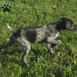 Hailey, German Shorthaired Pointer Puppy